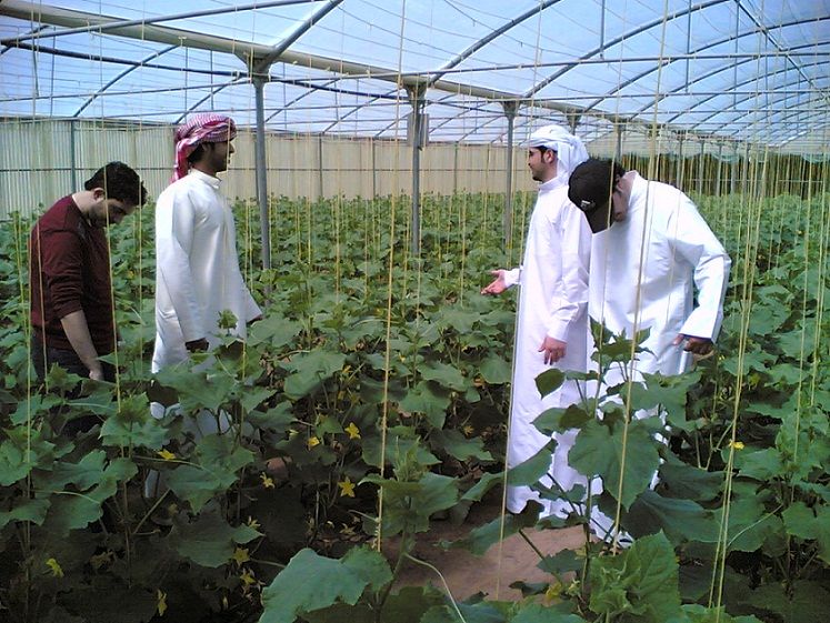 Как выращивают овощи в пустыне Катара