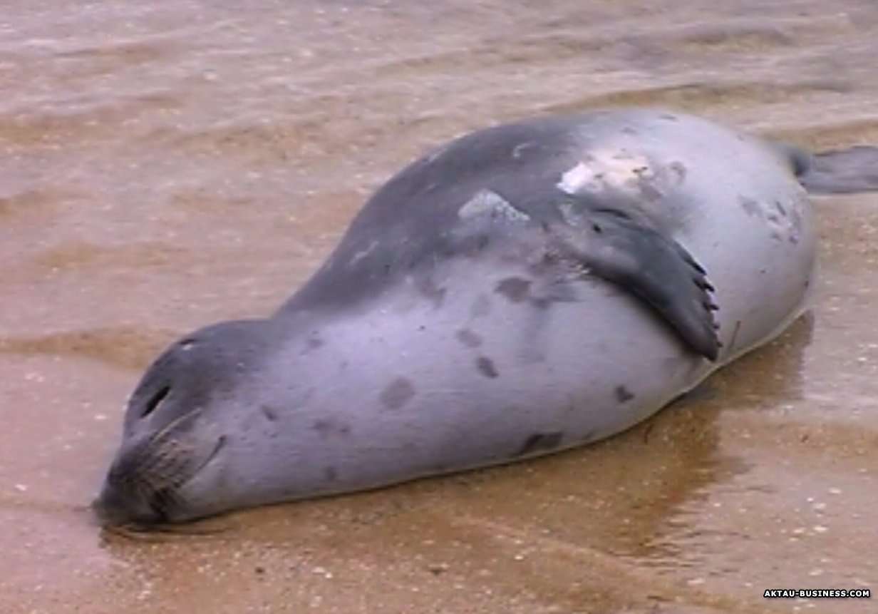 1700 тел мертвых тюленей нашли на побережье Каспия в Дагестане