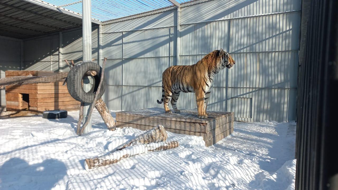 В честь 85-летия Карагандинскому зоопарку подарили амурского тигра