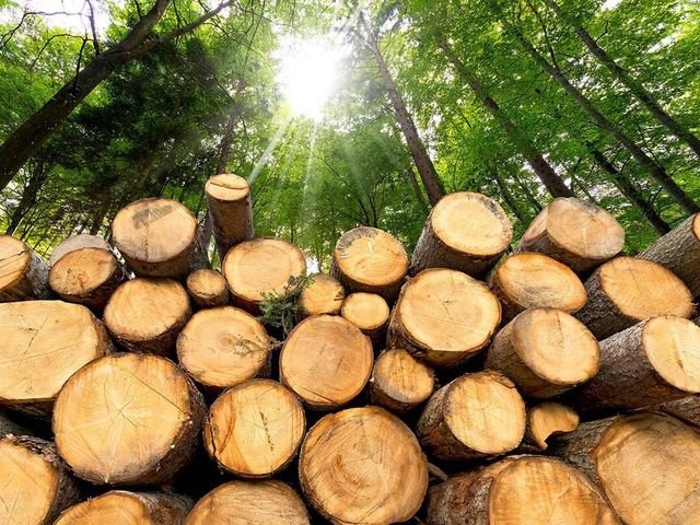 9 декабря 2022 года введен запрет на вывоз из страны отдельных видов лесоматериалов К списку