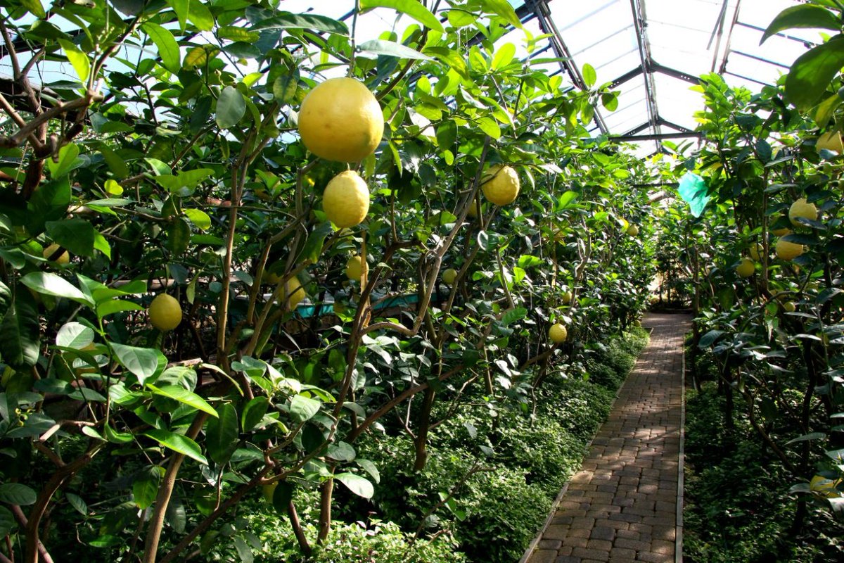 Лимоны собирают в морозы в Туркестанской области