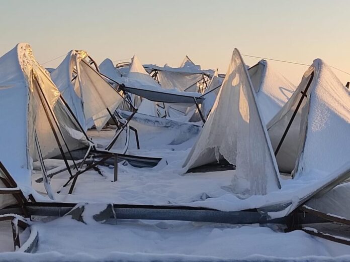 Небывалые морозы погубили урожай на юге Казахстана