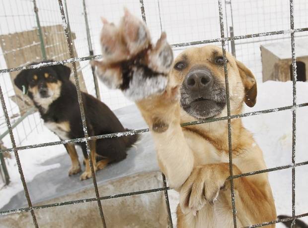 В Шымкенте на стерилизацию бездомных животных выделят ₸140 млн