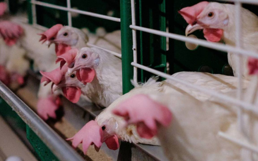 В Чехии забьют 750 тысяч кур, заразившихся птичьим гриппом