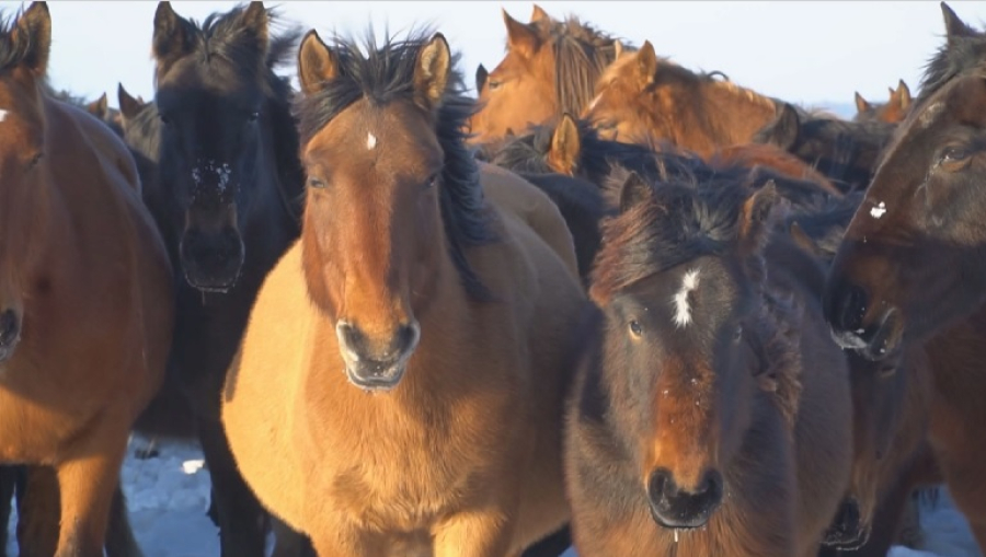 700-килограммовых лошадей выращивают в Абайской области