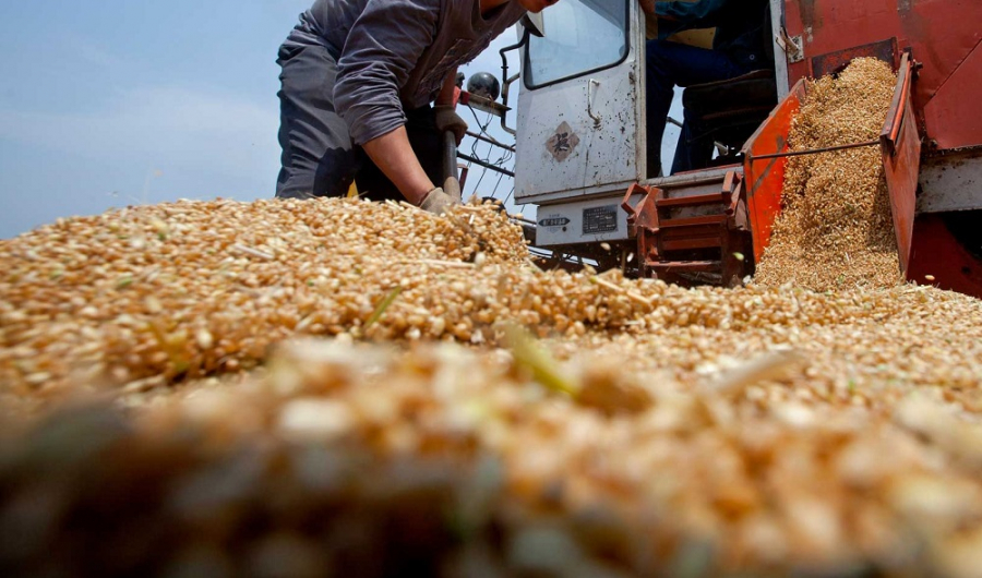 Казахстанские предприниматели закупали пшеницу в России, а затем экспортировали за рубеж под видом казахстанского зерна - Генпрокуратура
